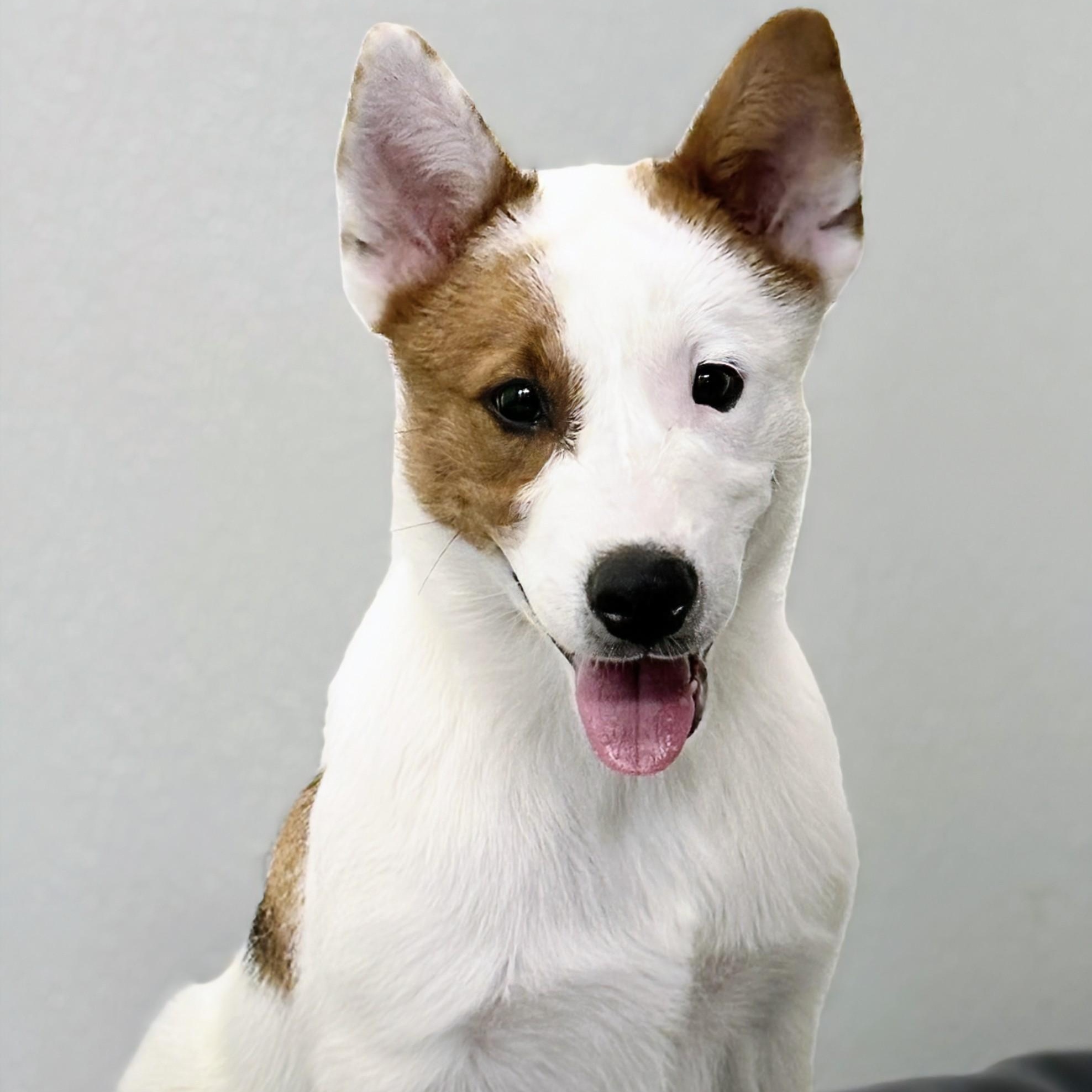 Mason, a ADOPTABLE mixed breed in Aurora, NE image 2/3