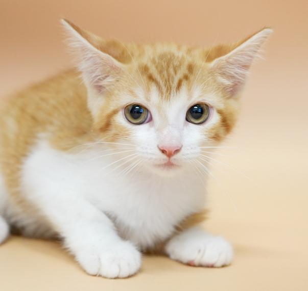 Cecilia is a teeny tiny superstar!  RARE ORANGE FEMALE!