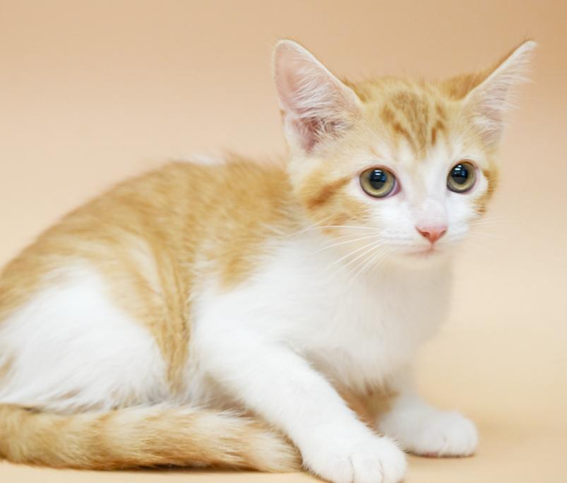 Cecilia is a teeny tiny superstar!  RARE ORANGE FEMALE!