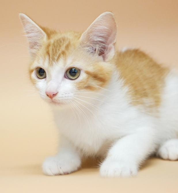 Cecilia is a teeny tiny superstar!  RARE ORANGE FEMALE!