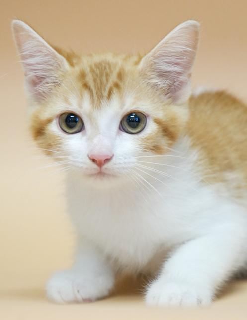 Cecilia is a teeny tiny superstar!  RARE ORANGE FEMALE!