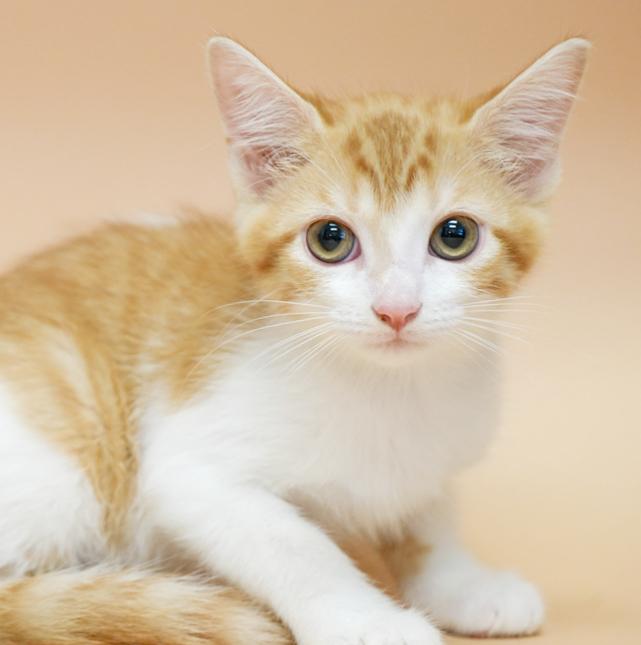 Cecilia is a teeny tiny superstar!  RARE ORANGE FEMALE!