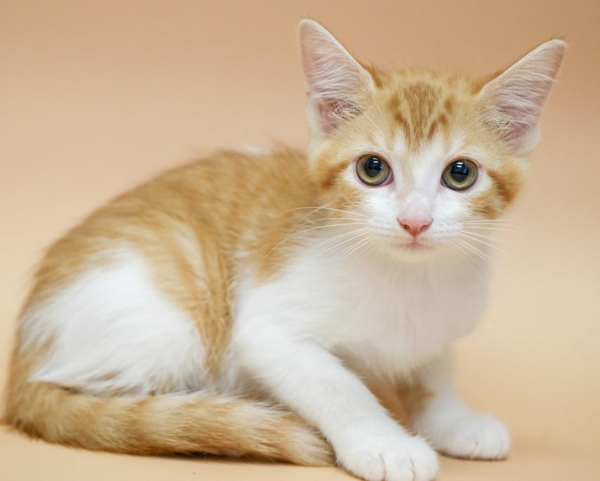 Cecilia is a teeny tiny superstar!  RARE ORANGE FEMALE!