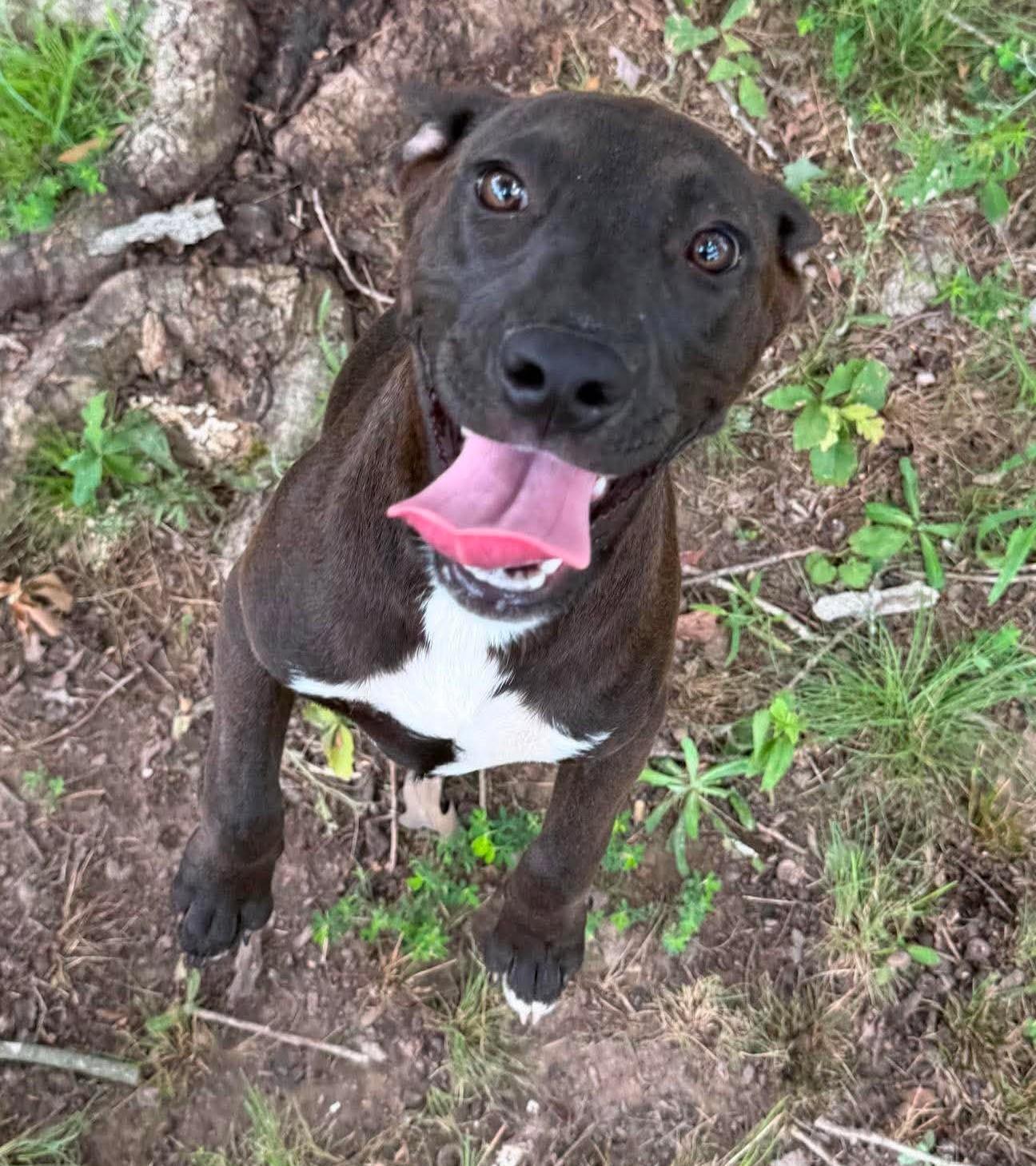 Enlarge Sissy, a ADOPTABLE Mixed Breed in Northwood, NH image 1/5