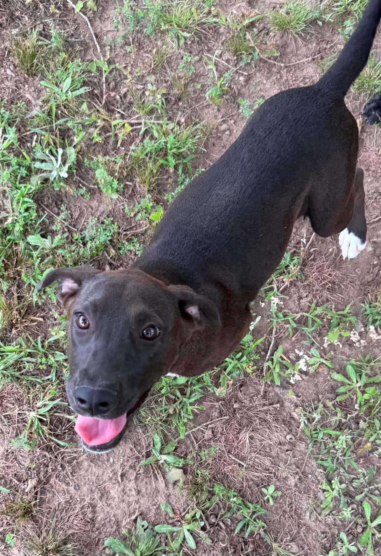 Enlarge Sissy, a ADOPTABLE Mixed Breed in Northwood, NH image 2/5