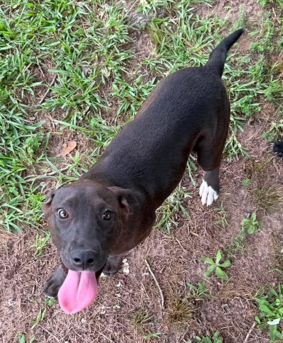 Enlarge Sissy, a ADOPTABLE Mixed Breed in Northwood, NH image 3/5