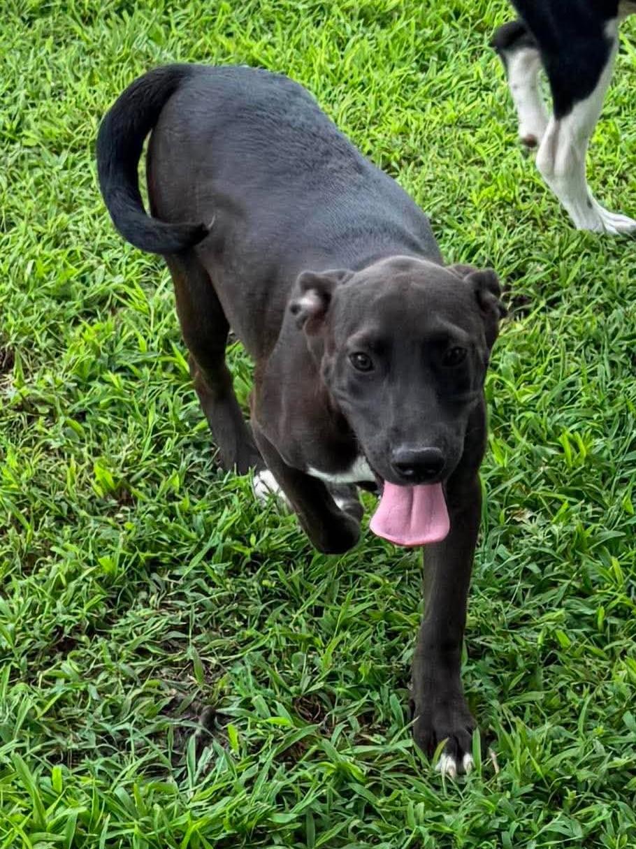 Enlarge Sissy, a ADOPTABLE Mixed Breed in Northwood, NH image 4/5