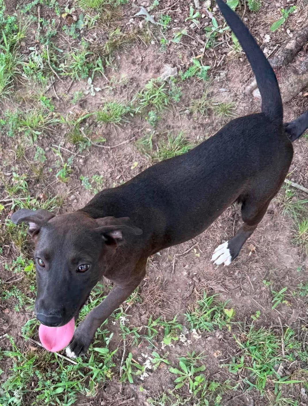Enlarge Sissy, a ADOPTABLE Mixed Breed in Northwood, NH image 5/5