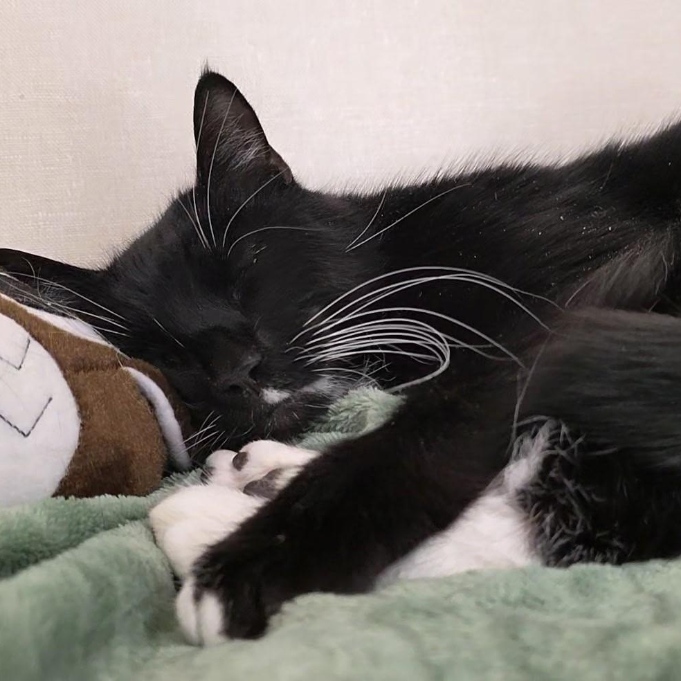 Felix, an adopted mixed breed in Smithtown, NY image 3/3