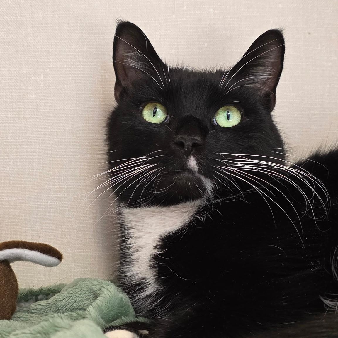 Felix, adopted, Adult Male Domestic Short Hair.