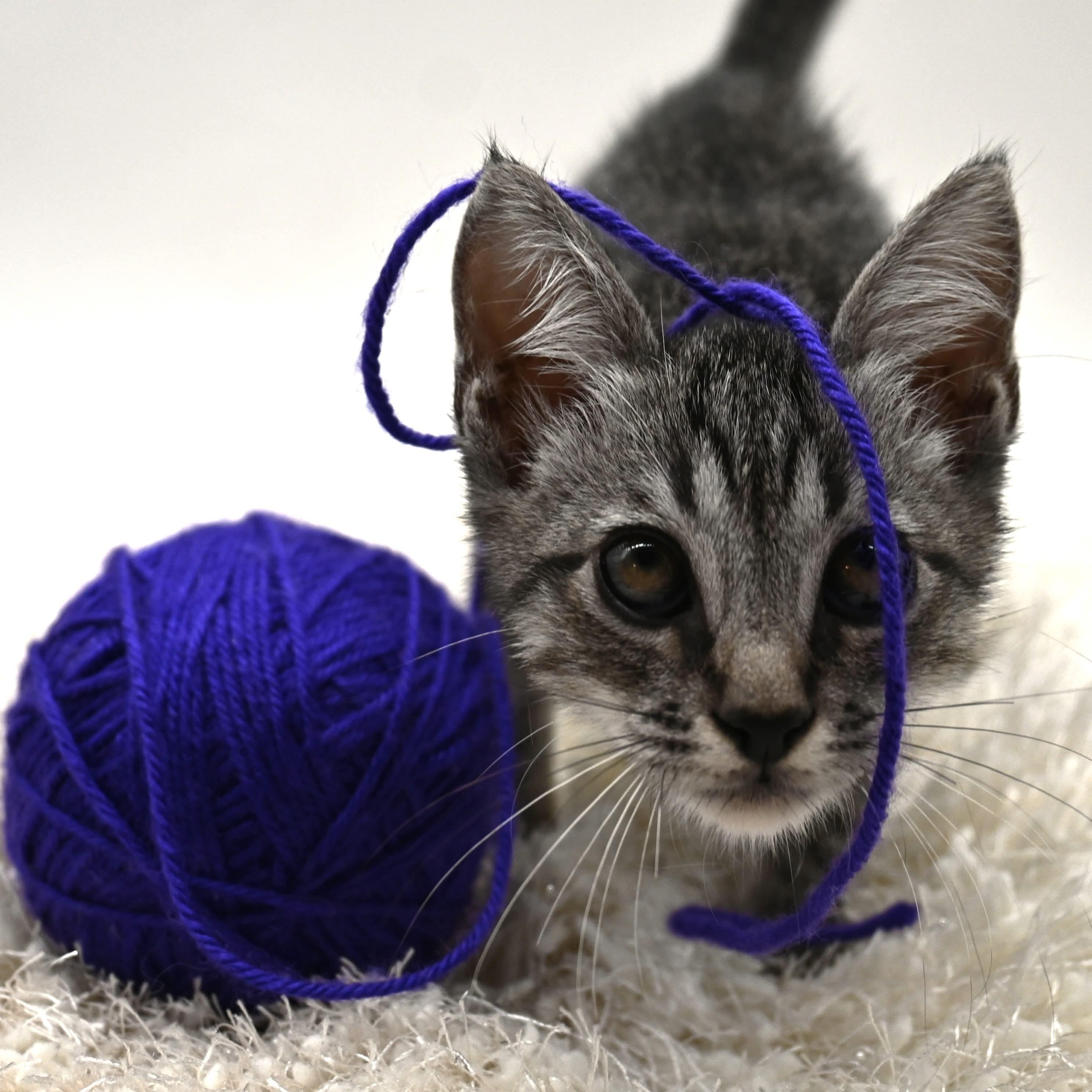 Matt., Adoptable, Kitten Male Domestic Short Hair.