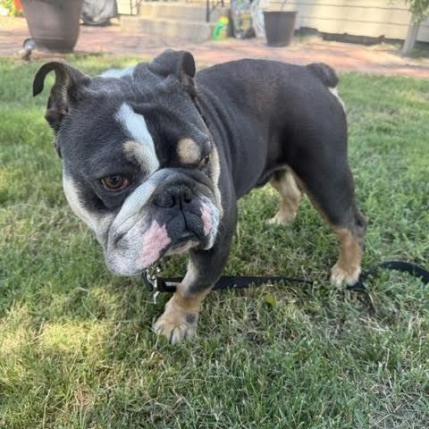 Enlarge Acres, a Adoptable mixed breed in Midlothian, VA image 2/5