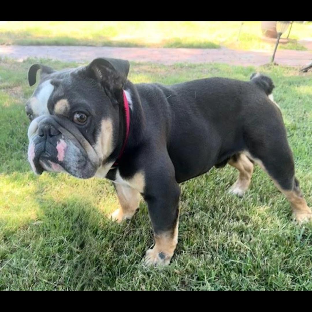 Acres, Adoptable, Adult Male English Bulldog & American Bully.