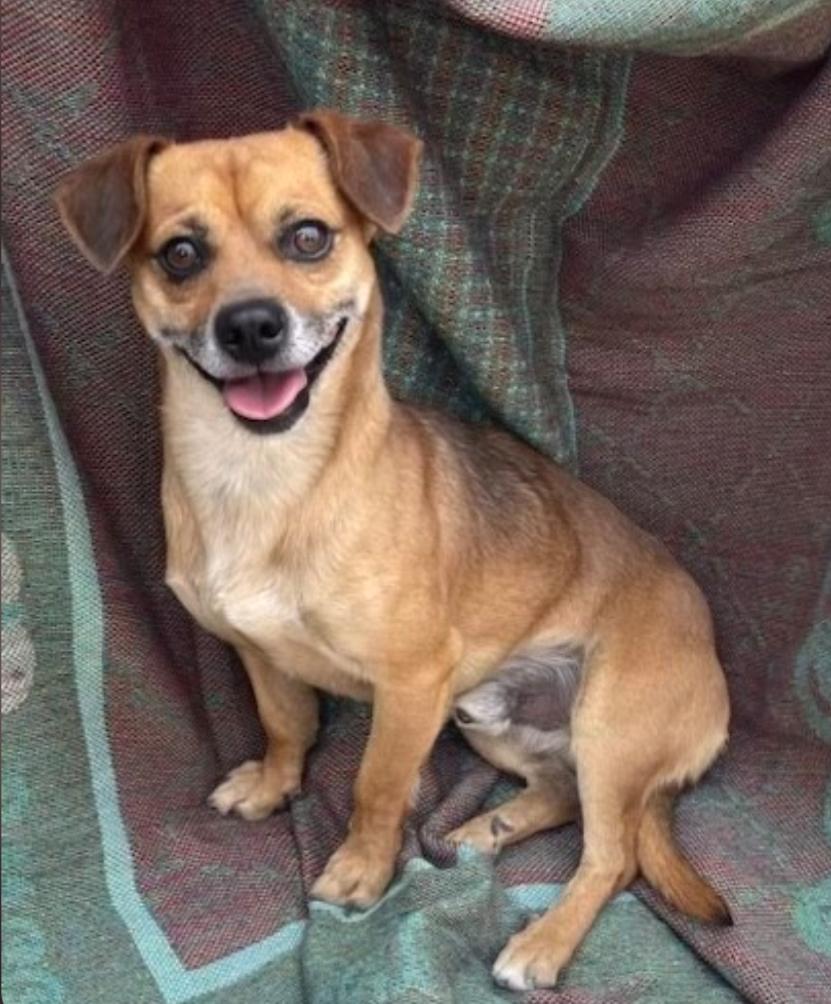 Scout, adopted, Adult Male Chihuahua & Dachshund (Long Haired).