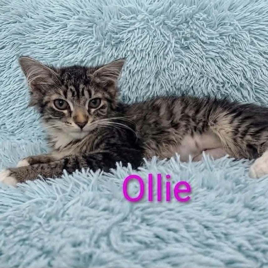 Ollie Ann, Adoptable, Kitten Female Tabby.