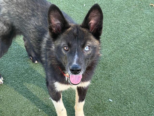JUNEBUG, Adoptable, Young Female Siberian Husky & Mixed Breed.