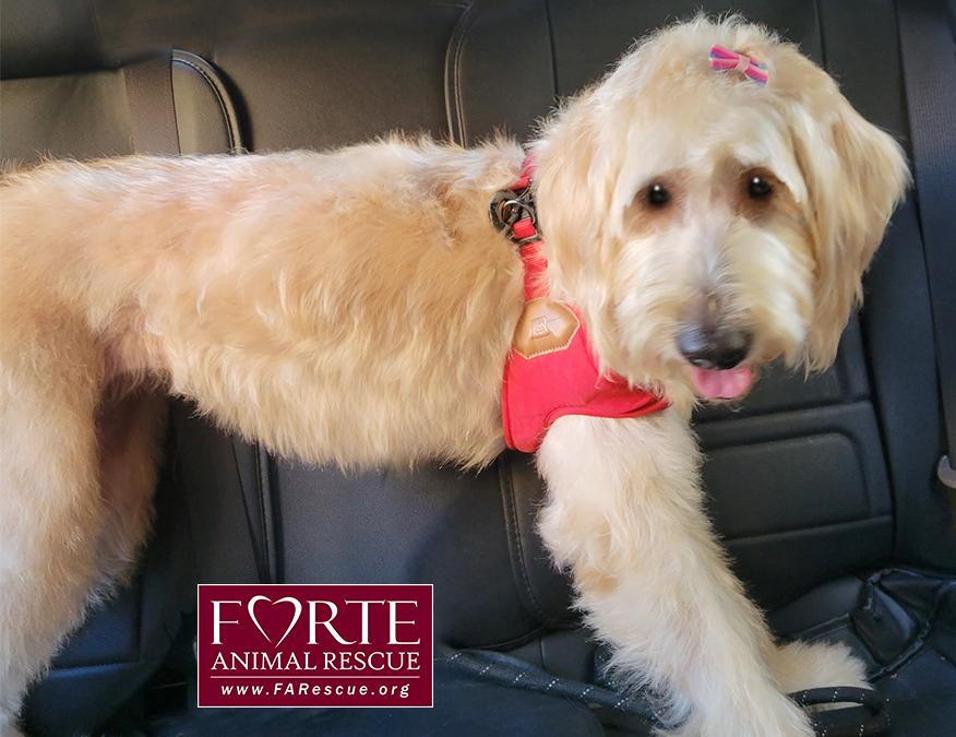 Mia, an adoptable Goldendoodle in Marina Del Rey, CA, 90292 | Photo Image 3