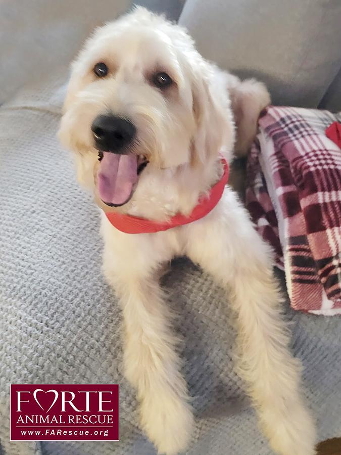 Mia, an adoptable Goldendoodle in Marina Del Rey, CA, 90292 | Photo Image 1