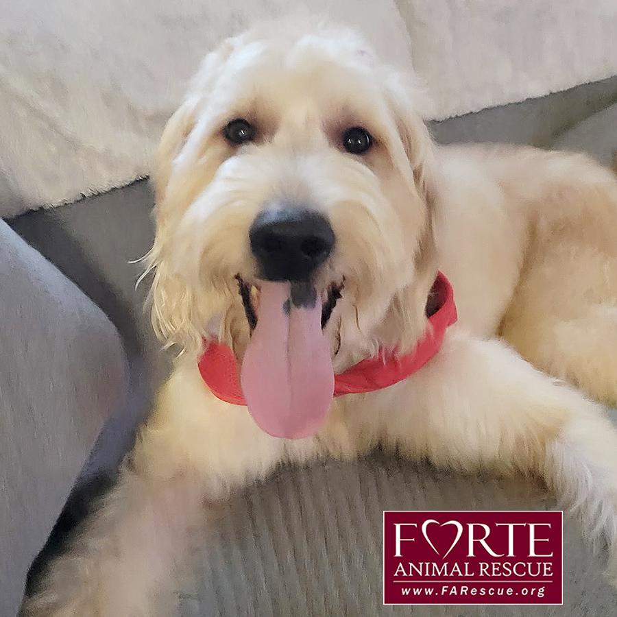 Mia, an adoptable Goldendoodle in Marina Del Rey, CA, 90292 | Photo Image 2