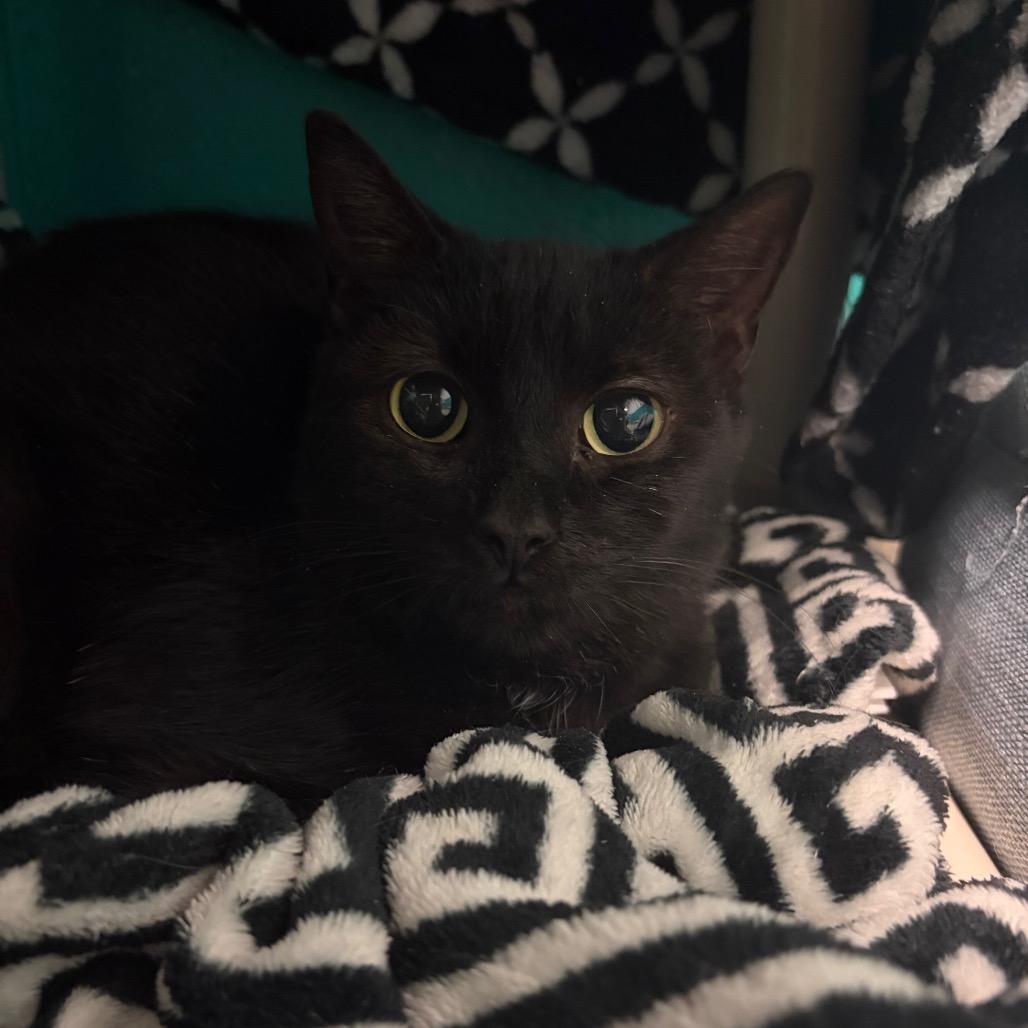 Hettie, Adoptable, Adult Female Domestic Short Hair.