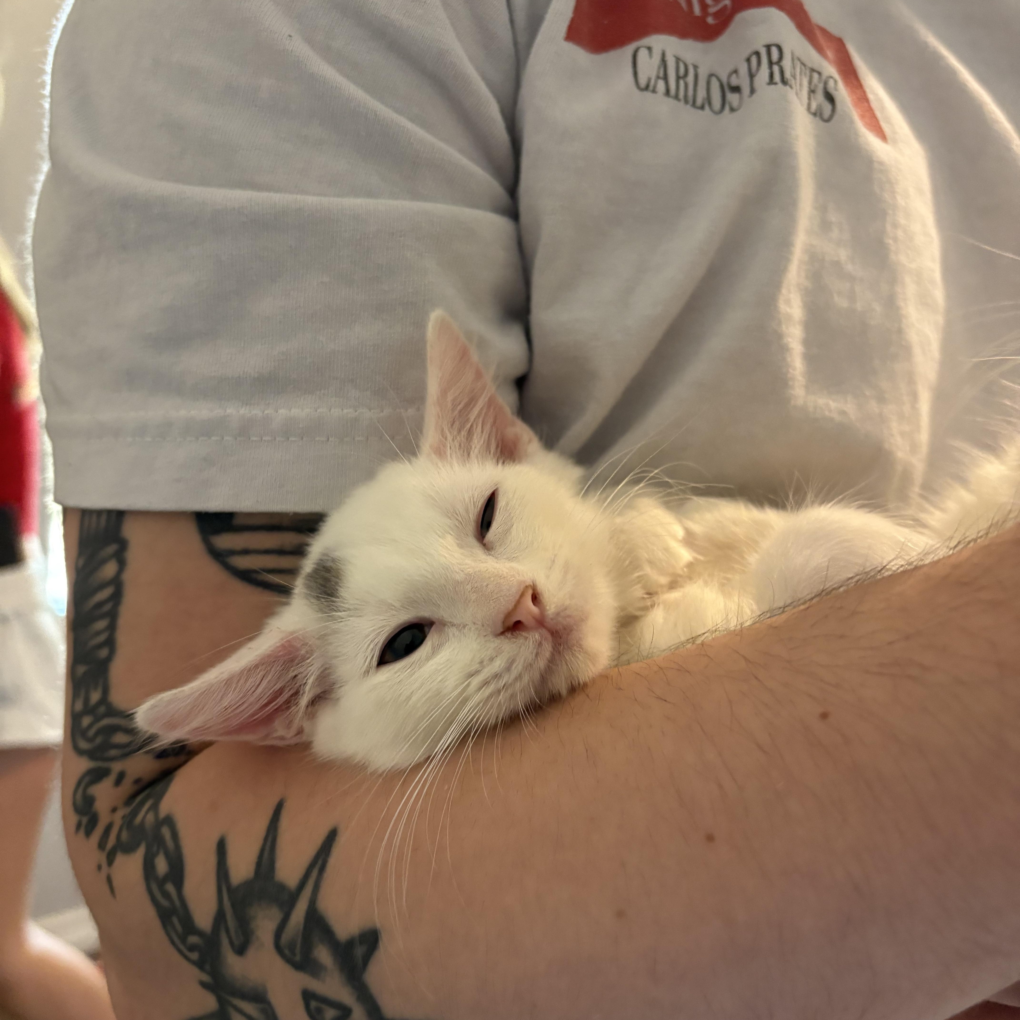 Enlarge Teddy, a Adopted Domestic Long Hair in Niantic, CT image 3/4