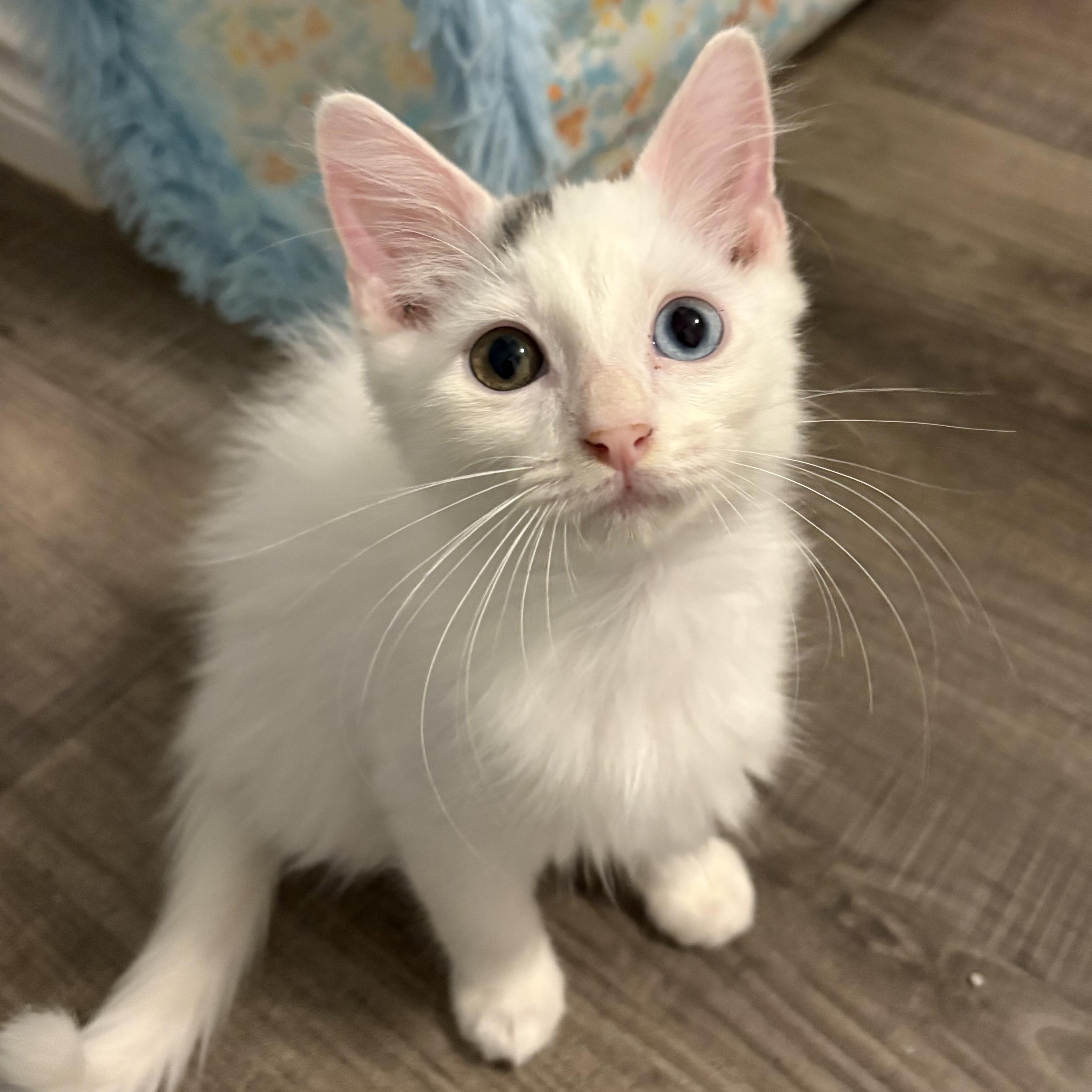 Teddy, Adopted, Kitten Male Domestic Long Hair.