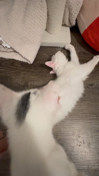 Enlarge Teddy, a Adopted Domestic Long Hair in Niantic, CT video 2/4