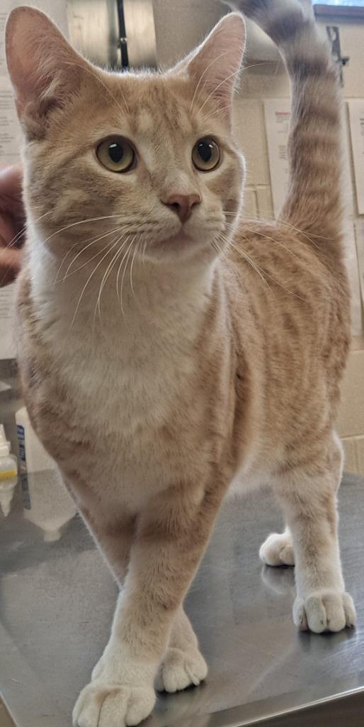 Dinonugget, Adoptable, Young Male Domestic Short Hair.