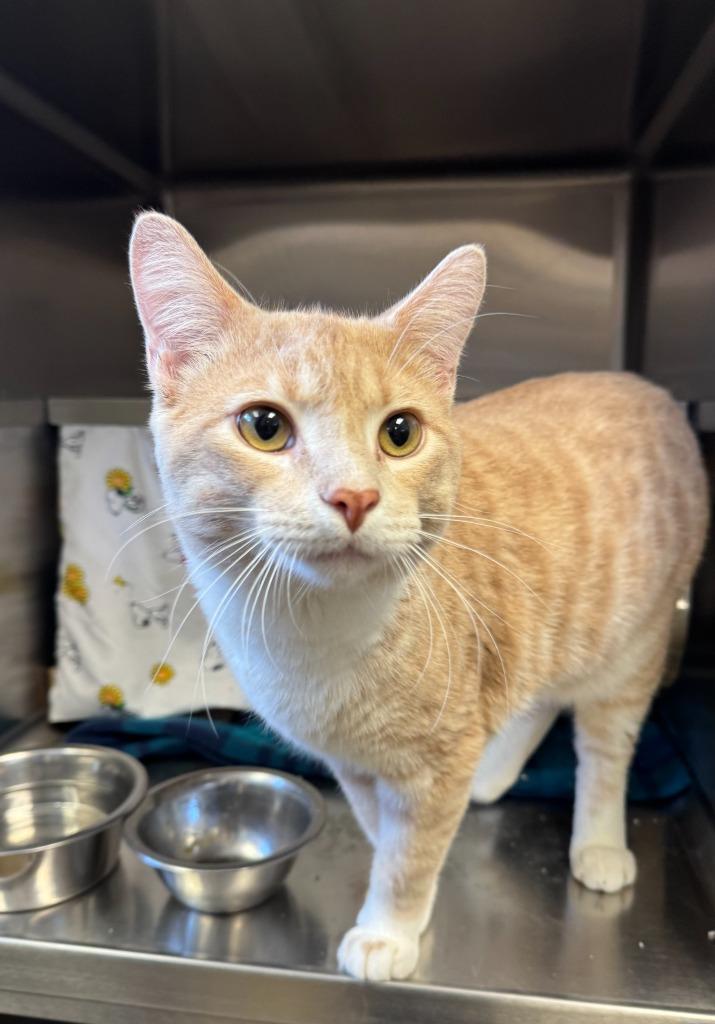 Enlarge Dinonugget, a Adoptable mixed breed in Grand Forks, ND image 2/2