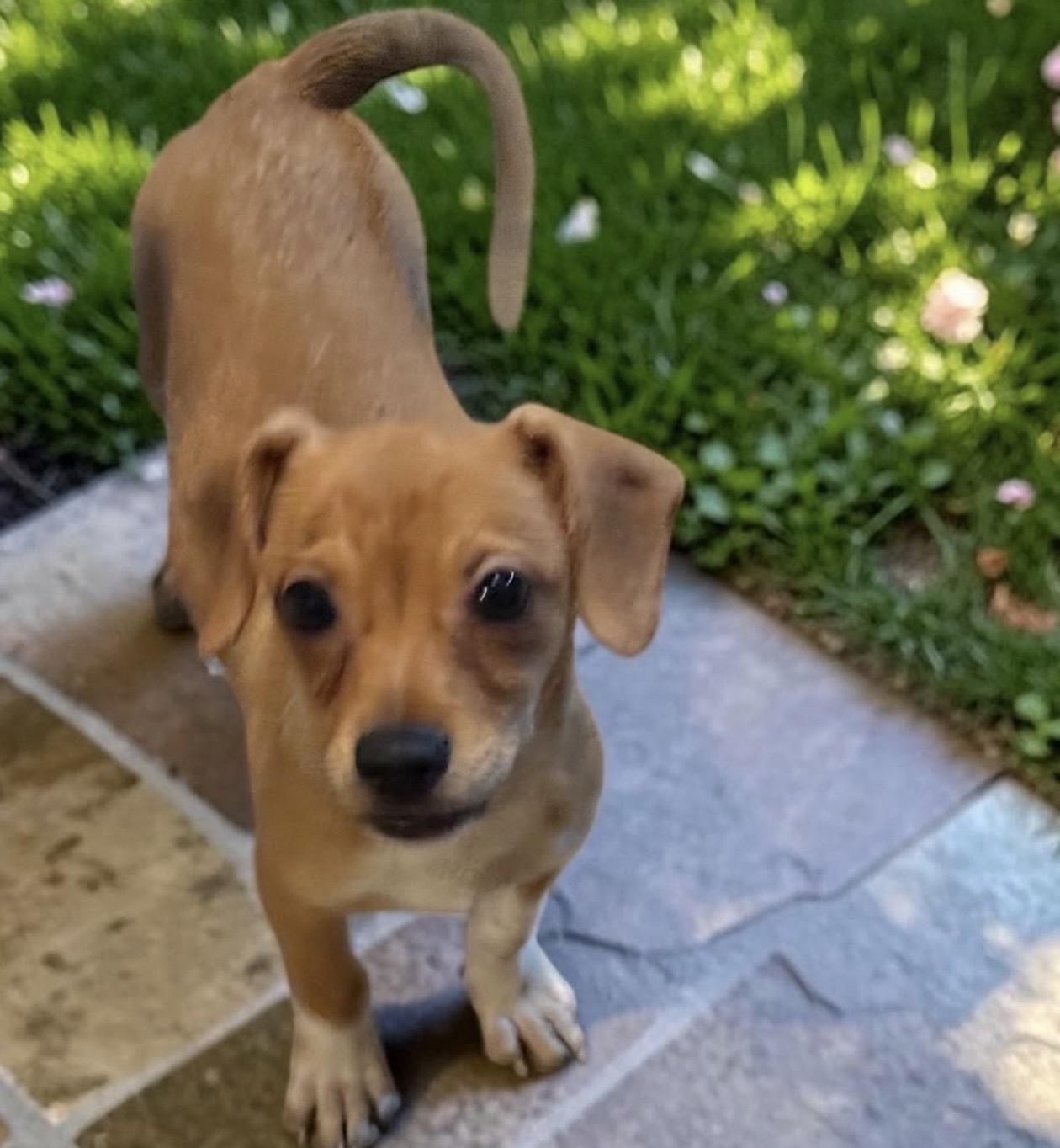 Enlarge Athena, a Adoptable mixed breed in Oceanside, CA image 2/2