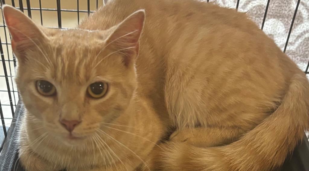 HOBBS, Adoptable, Kitten Male Domestic Short Hair.