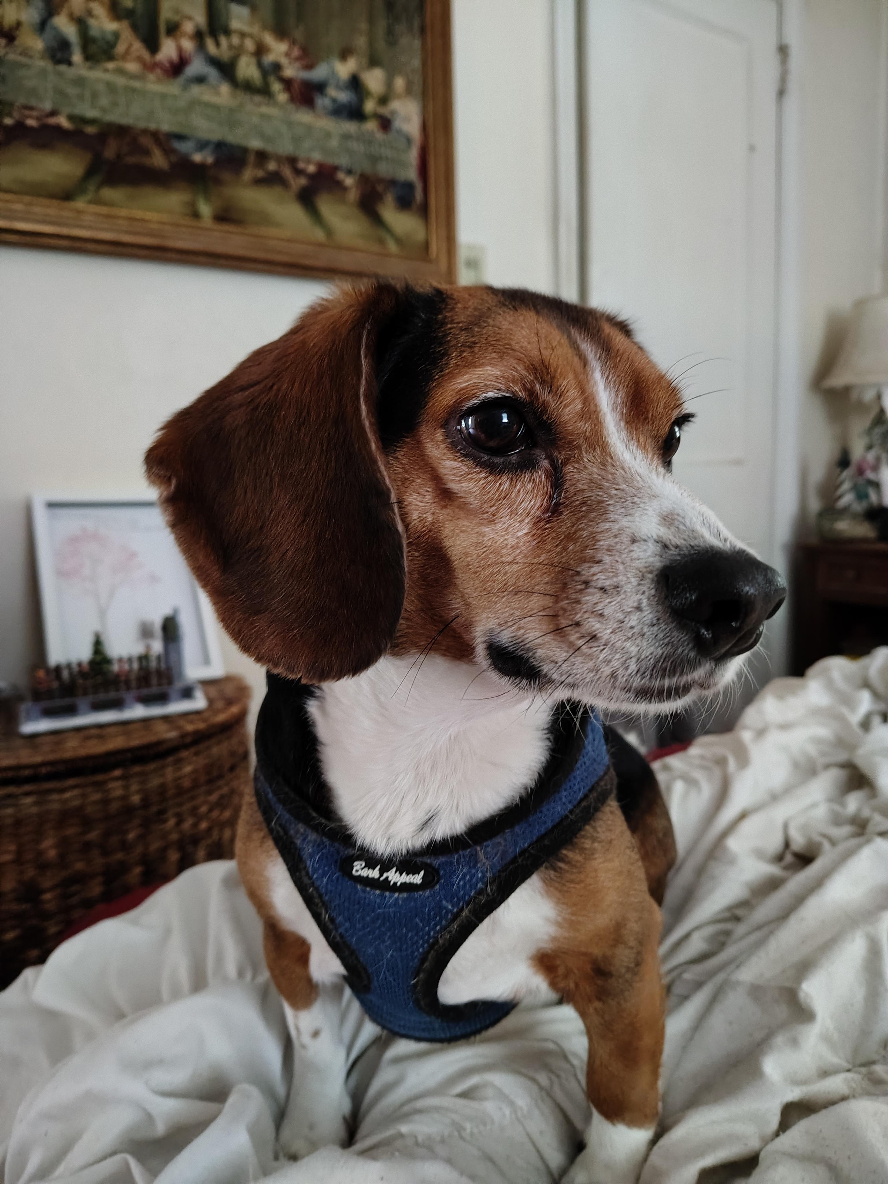 Barney, an adoptable mixed breed in Media, PA image 2/2