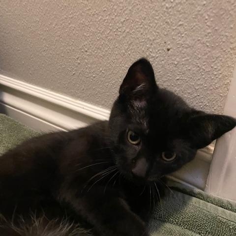 Goose- Top Gun litter