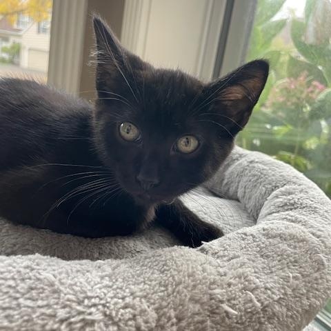 Goose- Top Gun litter