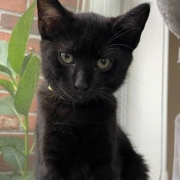 Goose- Top Gun litter