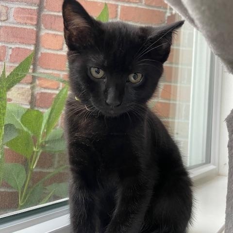 Goose- Top Gun litter