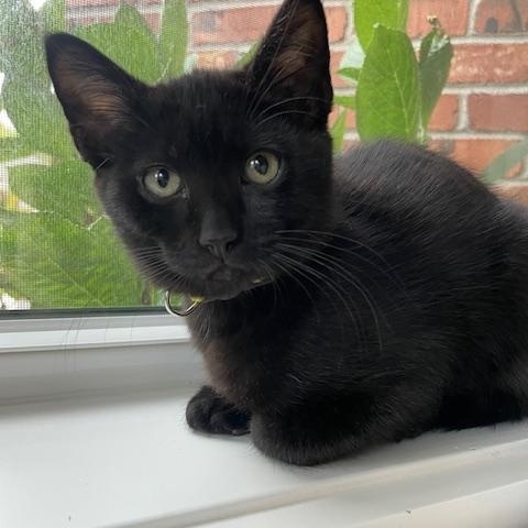 Goose- Top Gun litter