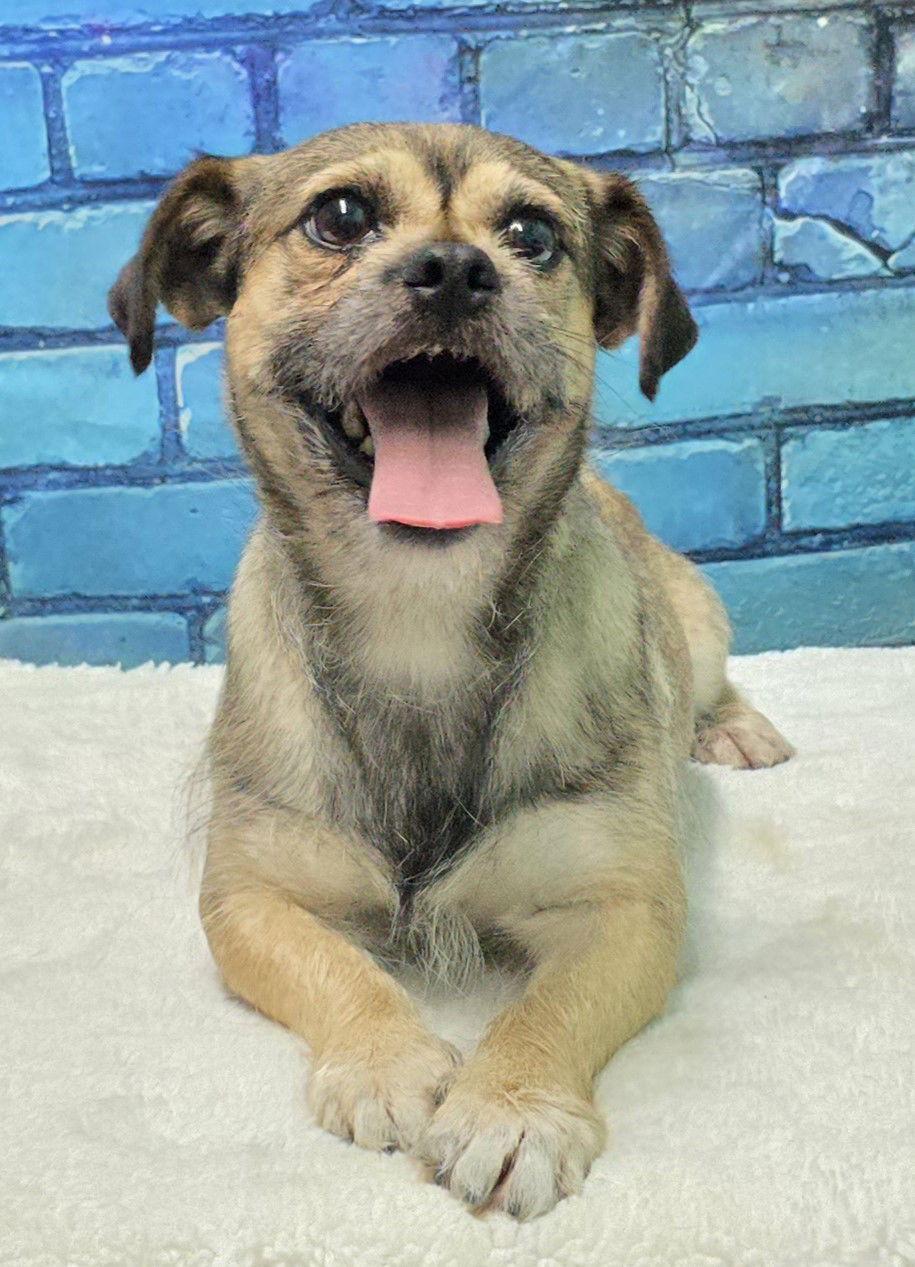 Enlarge 251767 Augie, a Adopted mixed breed in Wetumpka, AL image 1/3