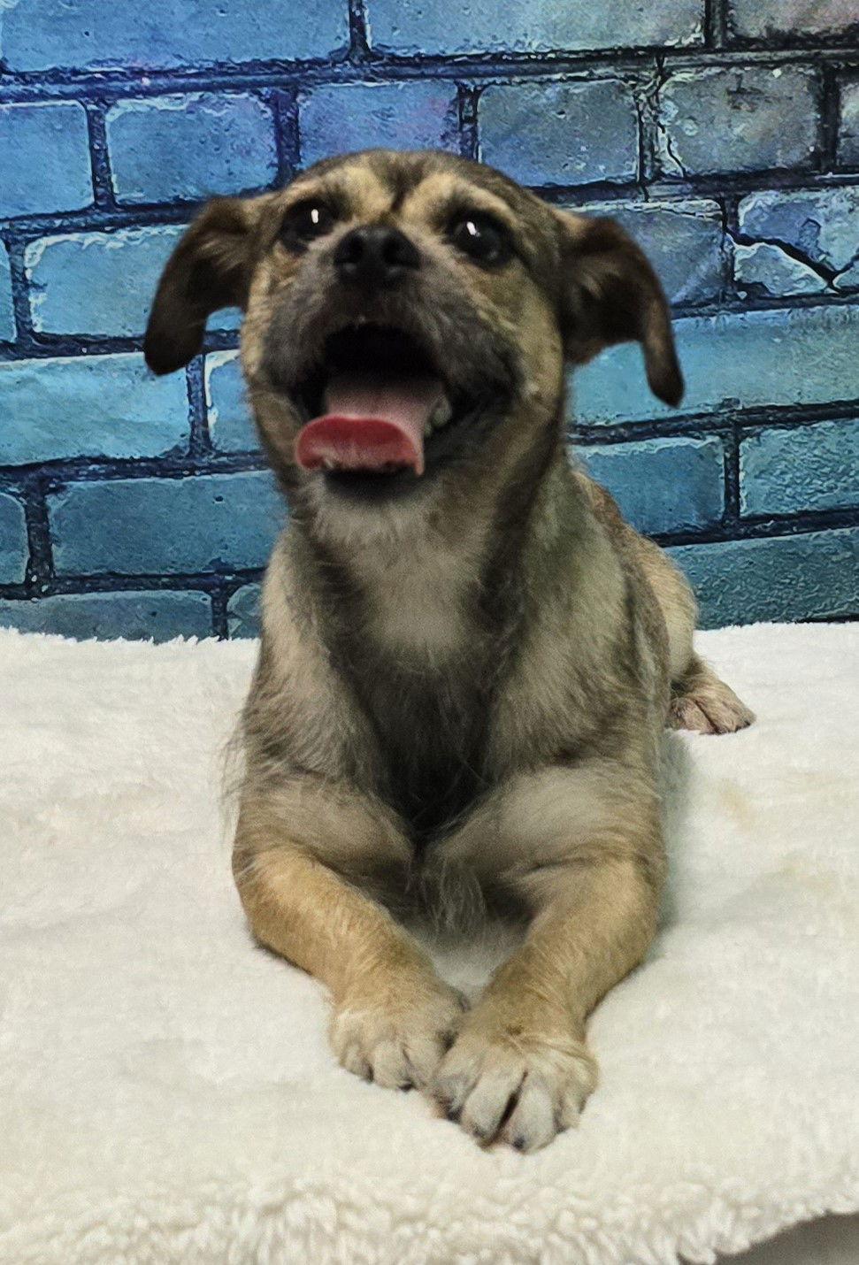 Enlarge 251767 Augie, a Adopted mixed breed in Wetumpka, AL image 2/3