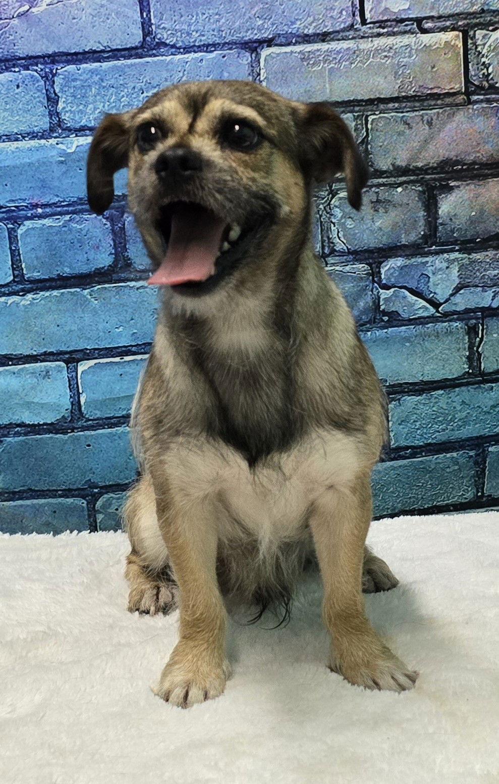 Enlarge 251767 Augie, a Adopted mixed breed in Wetumpka, AL image 3/3