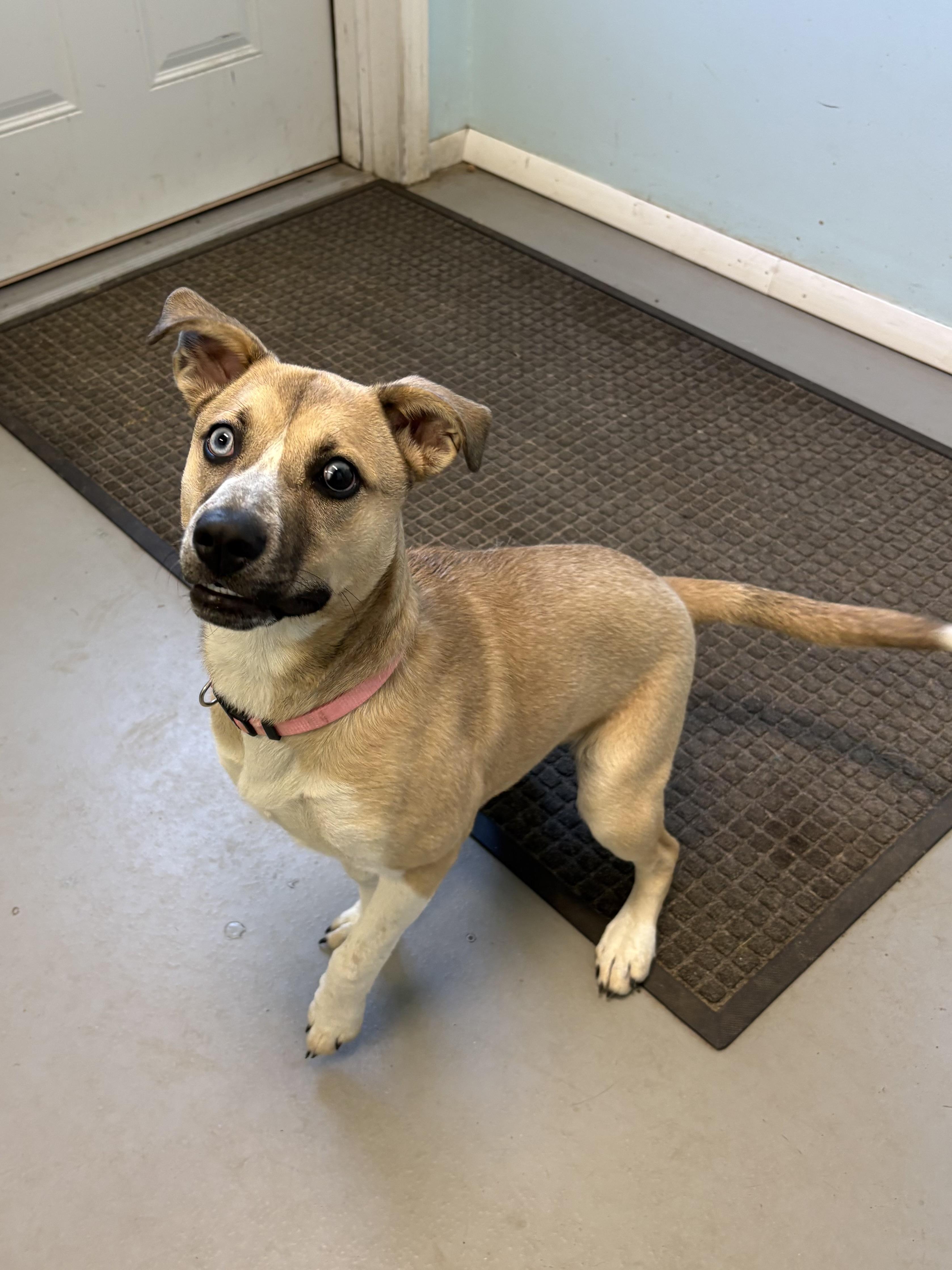 Scout, a ADOPTABLE Mixed Breed in Big Rapids, MI image 3/3