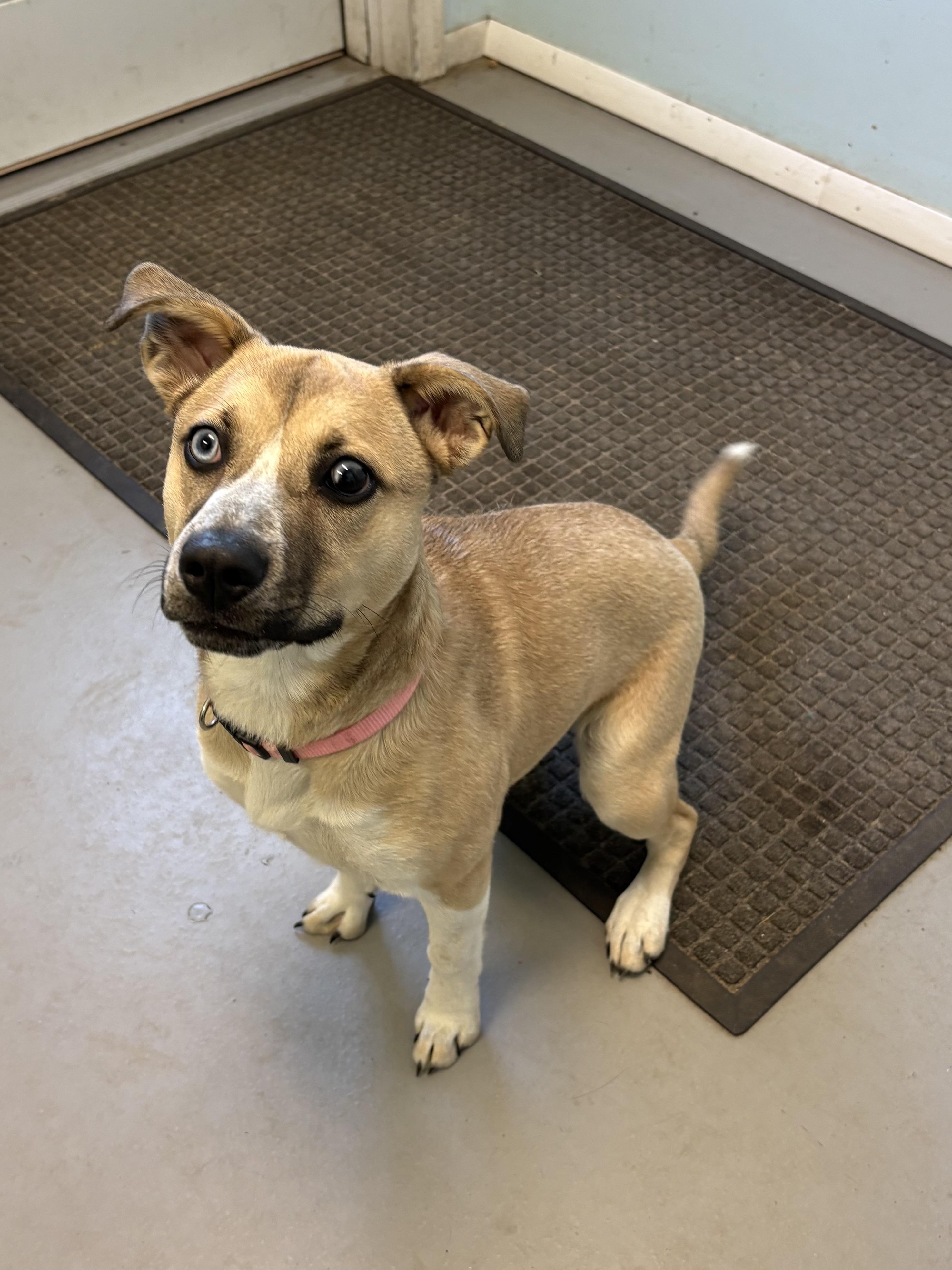 Scout, a ADOPTABLE Mixed Breed in Big Rapids, MI image 2/3