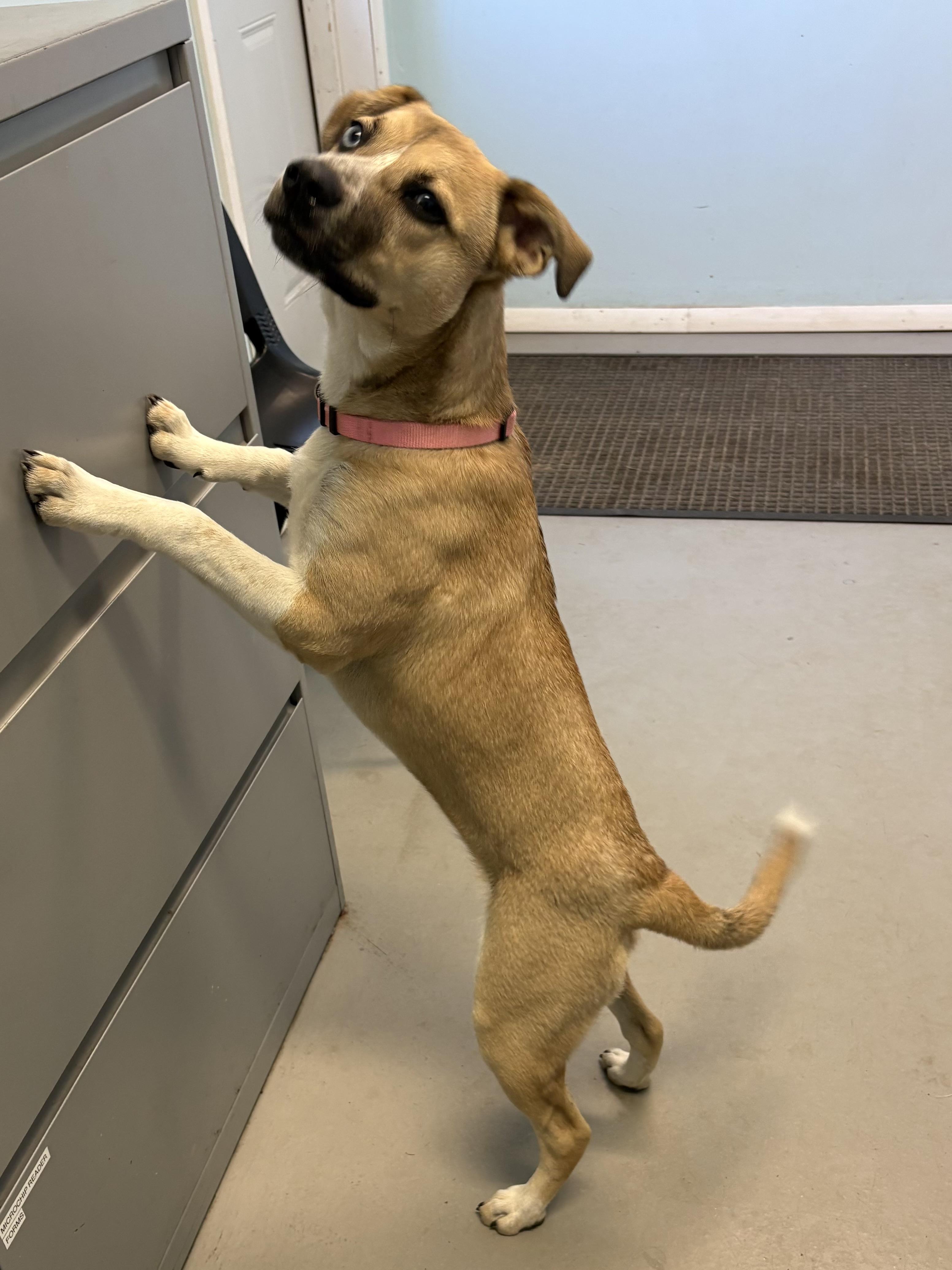 Scout, a ADOPTABLE Mixed Breed in Big Rapids, MI image 1/3