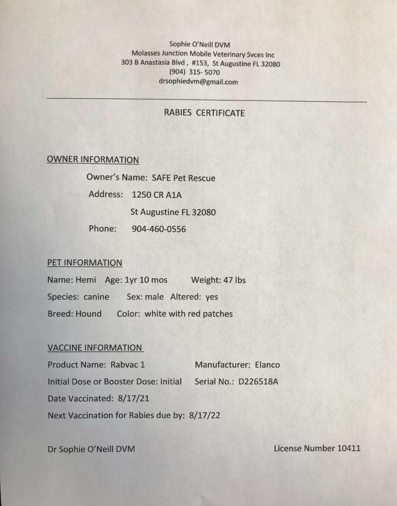 Hemi, Adoptable, Adult Male Hound.