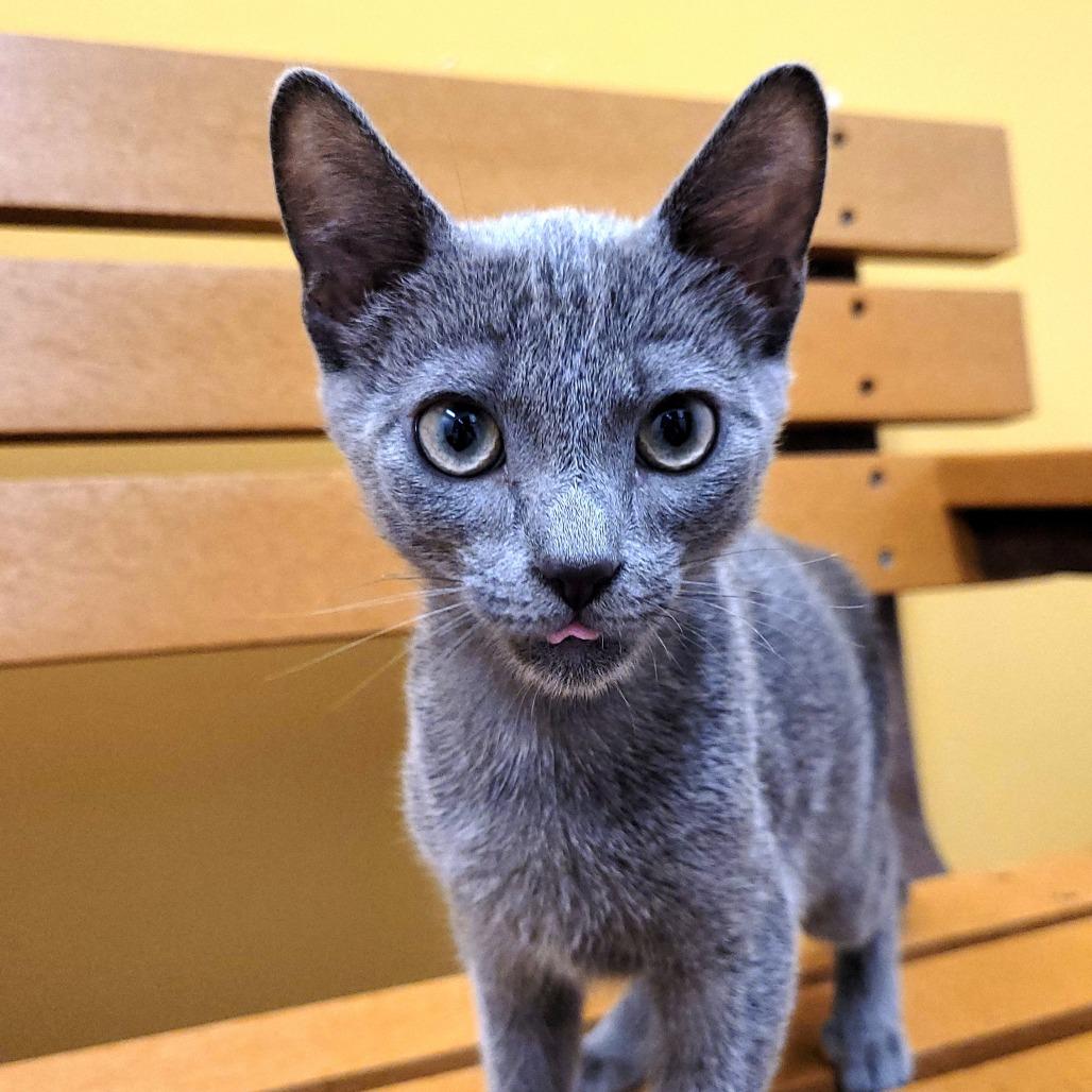 Enlarge Juicy Juice, a Adoptable Domestic Short Hair in Nashville, IN image 1/6