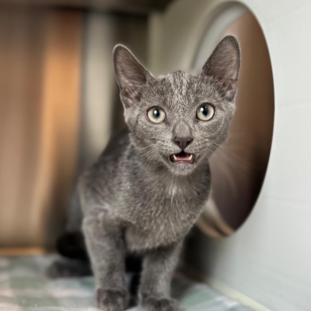 Enlarge Juicy Juice, a Adoptable Domestic Short Hair in Nashville, IN image 2/6