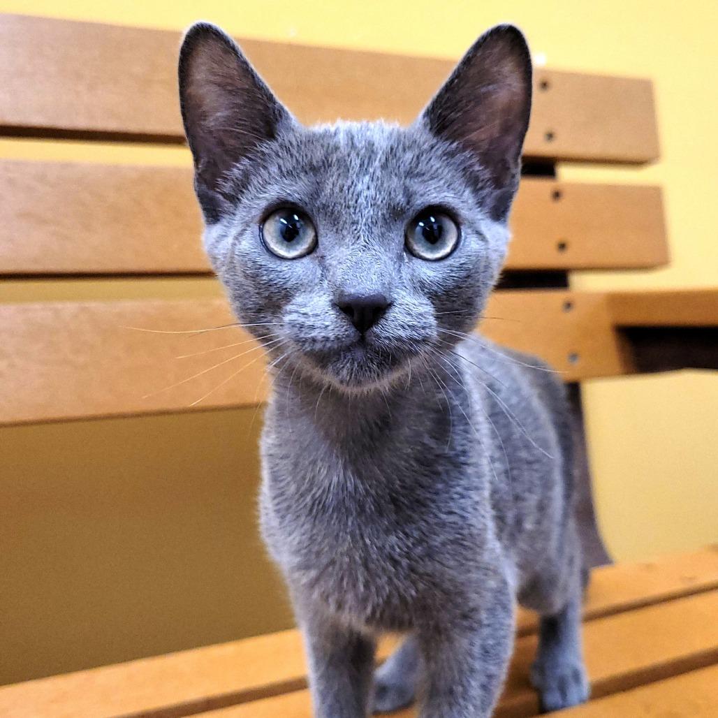 Enlarge Juicy Juice, a Adoptable Domestic Short Hair in Nashville, IN image 3/6