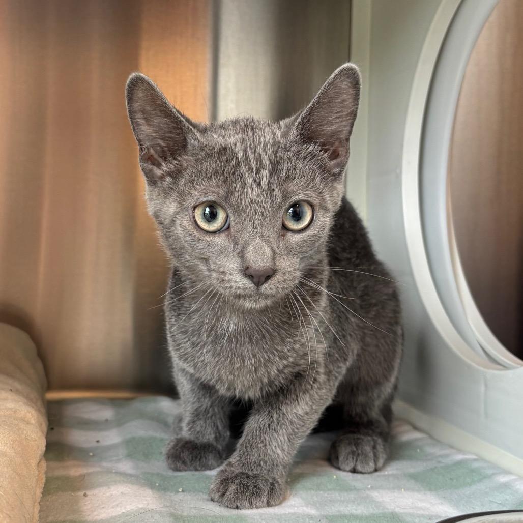 Enlarge Juicy Juice, a Adoptable Domestic Short Hair in Nashville, IN image 4/6