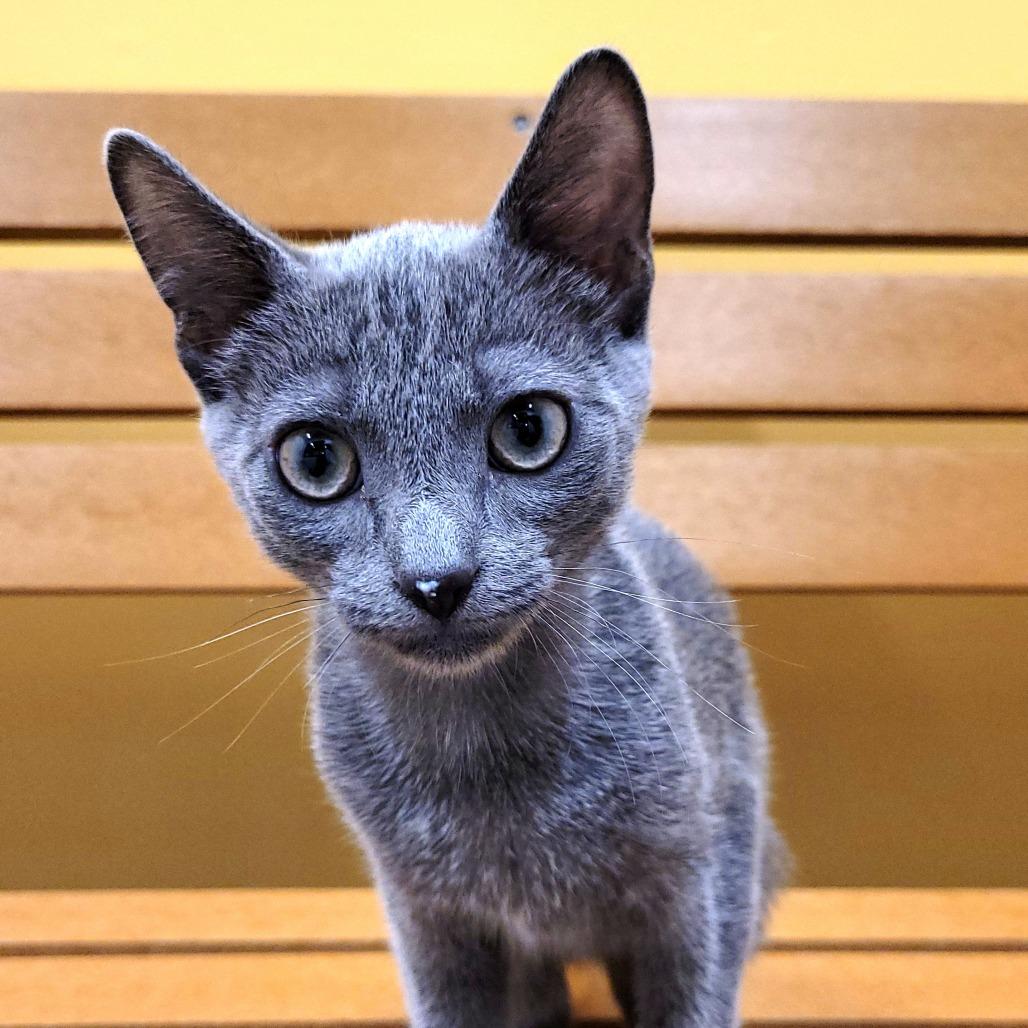 Enlarge Juicy Juice, a Adoptable Domestic Short Hair in Nashville, IN image 5/6