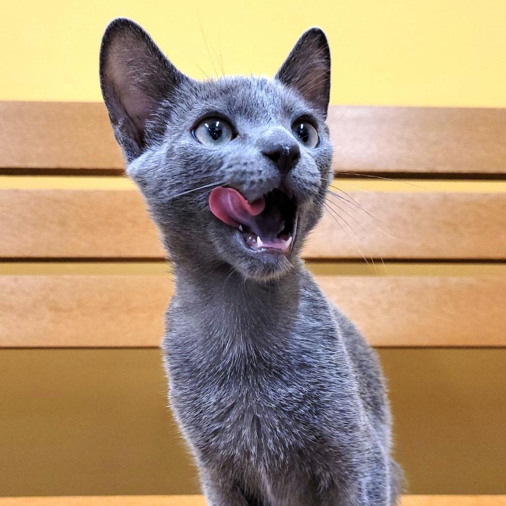 Enlarge Juicy Juice, a Adoptable Domestic Short Hair in Nashville, IN image 6/6